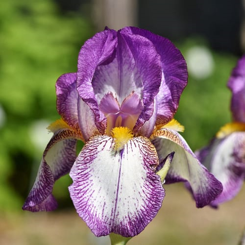 [A bearded iris](https://cityfloralgreenhouse.com/flower-bulbs/bearded-iris-bulbs/)